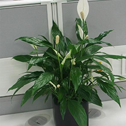 2�칫���Ż�Сֲ��һ����˳