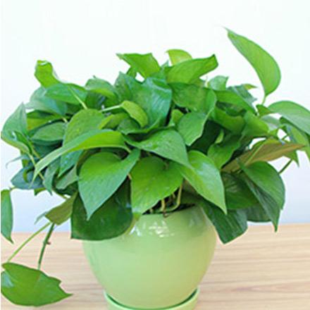 1�칫�ҹ�λ����ֲ��С����