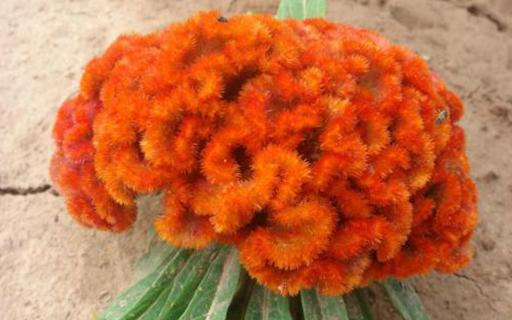 bevictorΰ�¹��� - Τ�¹ٷ���վ