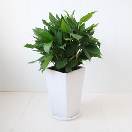 3д��¥����ֲ�����������