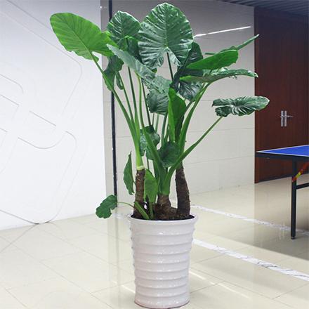 bevictorΰ�¹��� - Τ�¹ٷ���վ