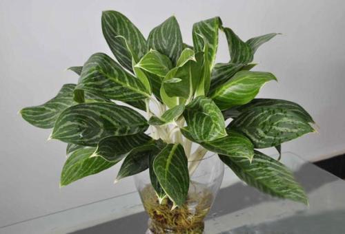 ��ѩ�����ŵ�2