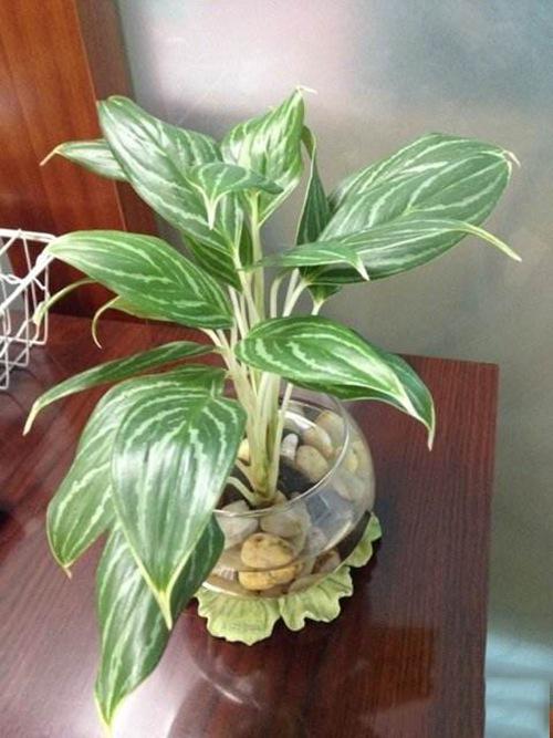 ��ѩ�����ŵ�3