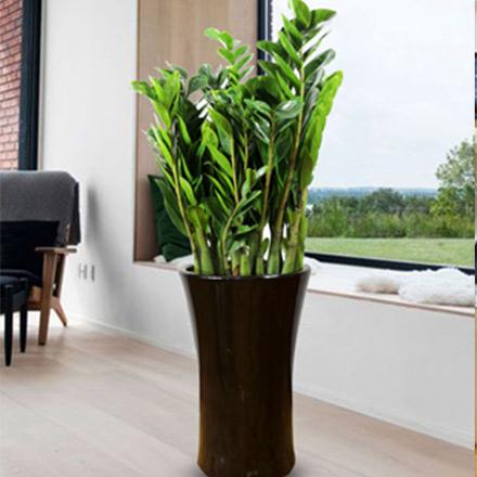 1��ˮֲ��������