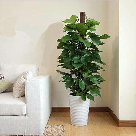 bevictorΰ�¹��� - Τ�¹ٷ���վ