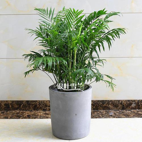 ����Ҭ��