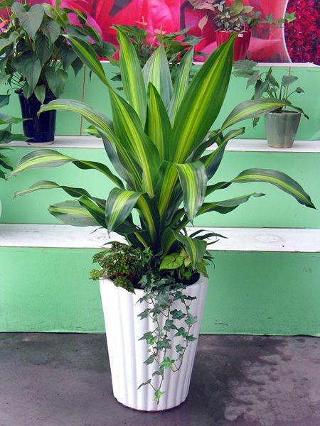 ����Ҳ����2_3