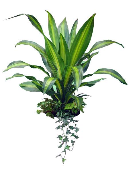 ����Ҳ����2_31